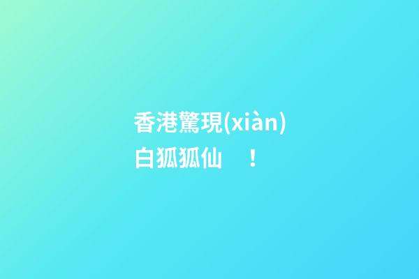 香港驚現(xiàn)白狐狐仙！